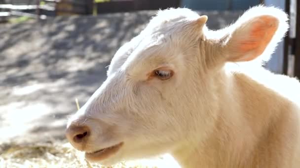 Retrato de uma vaca branca albina mastigando e olhando para a câmera — Vídeo de Stock