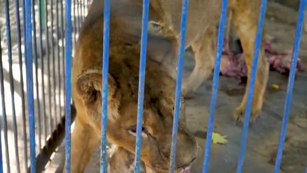 Oroszlán egy állatkertben egy vasrács mögött, fogságban. — Stock videók