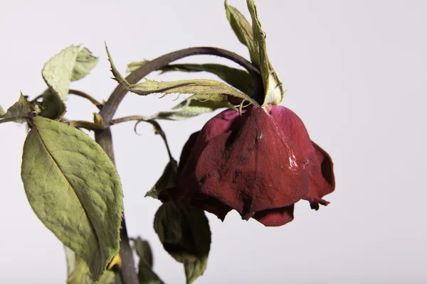 Triste muerto o marchitándose rosa roja en blanco Fotos De Stock Sin Royalties Gratis