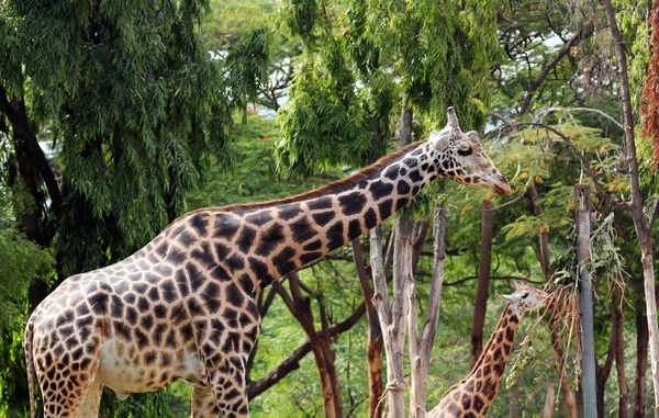 Photo of graceful and gentle mature adult giraffe and a younger — Stock Photo, Image