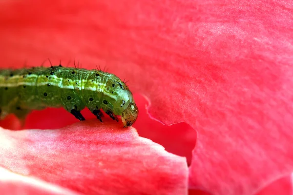 Jonge caterpillar — Stockfoto