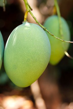 Mango meyve