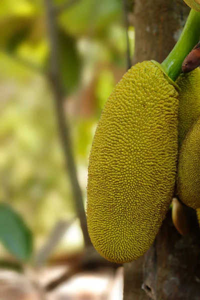 Jackfruit on the tree — Stock Photo, Image