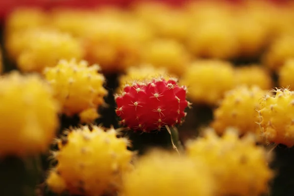 Piante colorate di cactus — Foto Stock