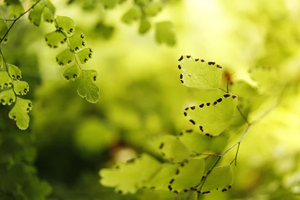 Πολύτριχο fern αφήνει closeup — Φωτογραφία Αρχείου
