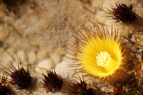 Yellow Barrel Cactus Flower — Stock Photo, Image