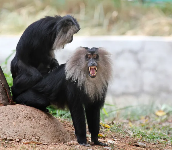 Endangered and threatened endemic monkey of india - lion-tailed — Stock Photo, Image