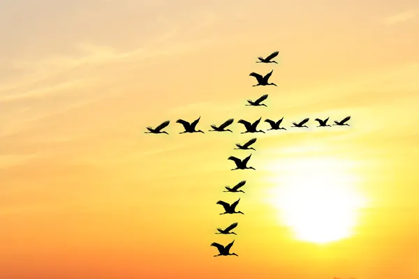 Beautiful & heavenly sky in the evening with birds forming holy — Stock Photo, Image