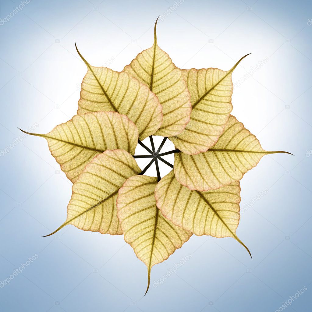Fresh, new & bright peepal(pipal) leaves arranged in circular fa