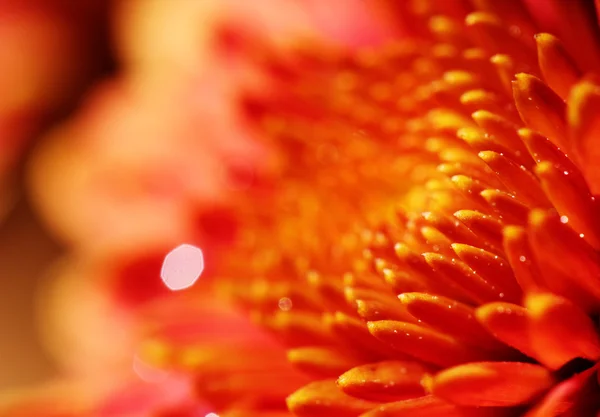 Macro de flor de crisântemo laranja bonita. Esta flor bonita — Fotografia de Stock