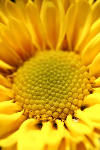 Closeup of pretty yellow chrysanthemum(daisy) flower. This prett — Stock Photo, Image