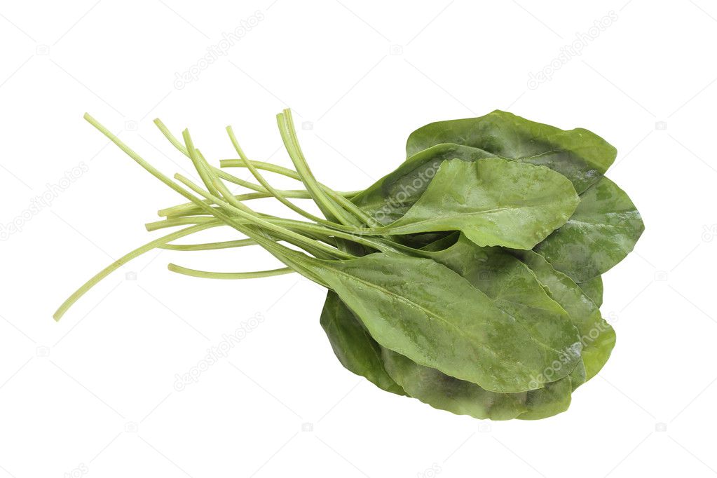 Fresh bunch of organic spinach isolated on white background