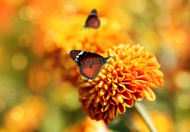 Monarch butterfly on orange chrysanthemum flowers & beautiful bo clipart