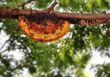 Beautiful honeybee hive being newly built by worker bees clipart