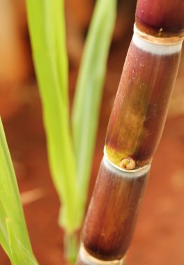 Sugarcane crop showing juicy ripe stem rich in sucrose clipart