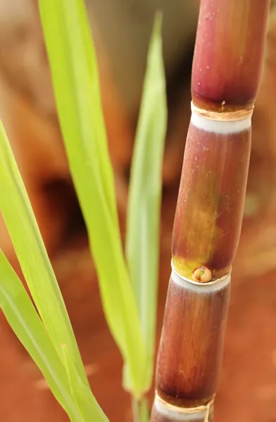 Cukrové třtiny nebo cukrové třtiny closeup zobrazeno šťavnatých zralých kmenových — Stock fotografie