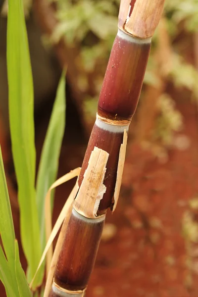 Suikerriet crop(stem) volledig rijp klaar voor industriële extractie — Stockfoto