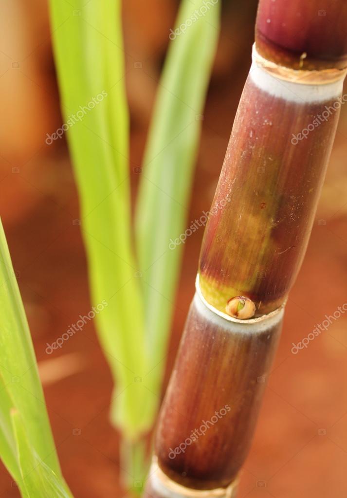 Sugarcane Stem