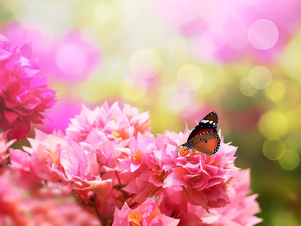 Majestätischer Monarchfalter auf wunderschönem rosa Bougainvillea Flowe — Stockfoto