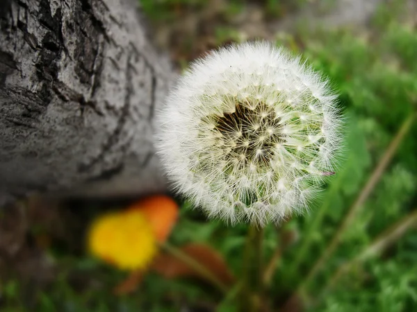 Beautiful dandelion flower(Taraxacum officinale) macro photo — Stock Photo, Image