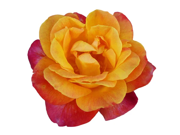 Closeup of beautiful Rose(Rosa) flower isolated on white backgro — Stock Photo, Image