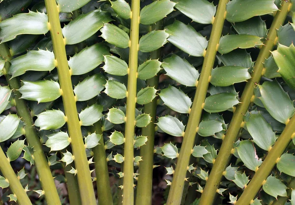 Primer plano de las hermosas hojas de Zululand Cycad (Encephalartos Fer —  Fotos de Stock