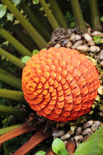 Prachtige vruchten van bloeiende Zululand Palmvarens (Encephalartos Ferox — Stockfoto