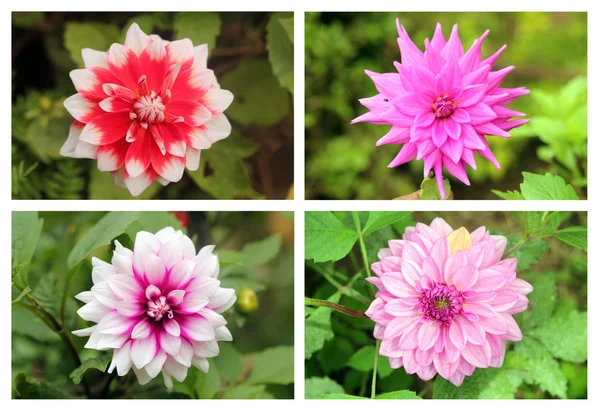 Dahlia or valley flowers collection set in different vibrant col — Stock Photo, Image