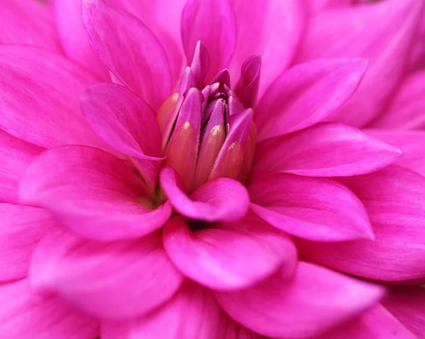 Beautiful bright pink dahlia flower closeup(macro) — Stock Photo, Image