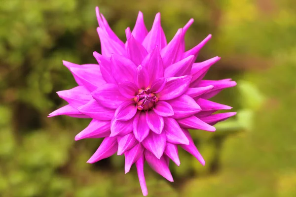 Beautiful pink(magenta) dahlia bloom on green background — Stock Photo, Image