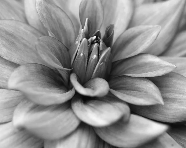 Beautiful black & white dahlia bloom closeup(macro) — Stock Photo, Image