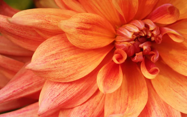 Belo amarelo laranja dahlia flor closeup (macro ) — Fotografia de Stock