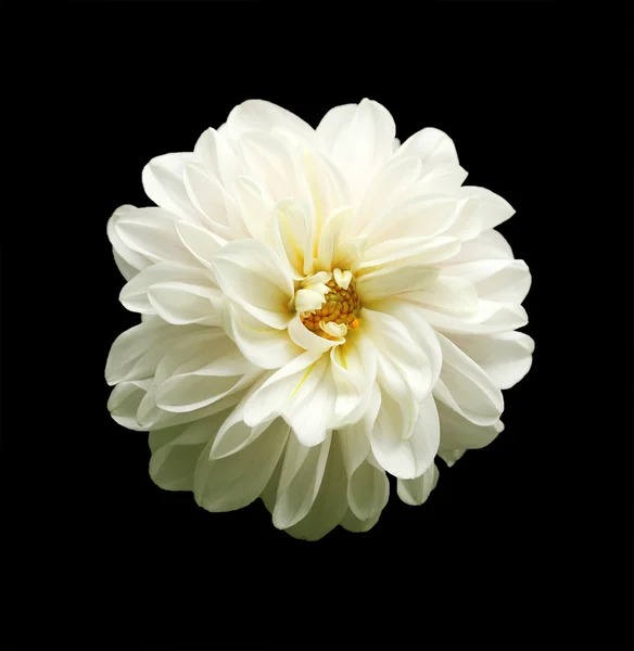 Beautiful white dahlia flower on black background — Stock Photo, Image