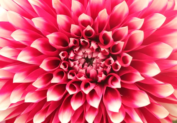 Macro(Closeup) van dahlia bloem met roze bloemblaadjes in cir gerangschikt — Stockfoto