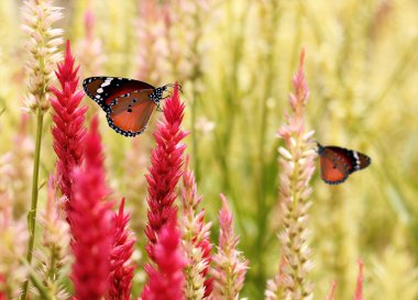Beautiful monarch butterfly on summer grass flowers. clipart