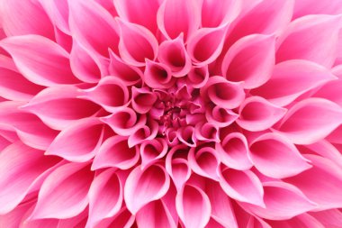 pembe dahlia çiçek güzel evde beslenen hayvan ile soyut closeup(macro)