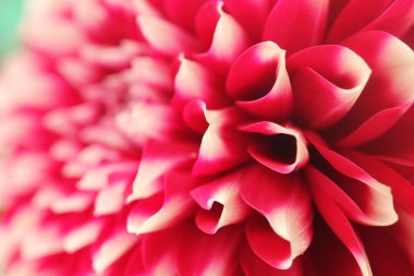 abstract petals of pink dahlia bloom closeup(macro) clipart
