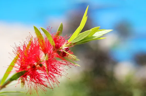 Ярко-красная кисть для бутылок (Callistemon) цветок с небом в backgrou — стоковое фото