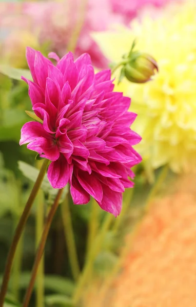 Kwiat piękny różowy Dalia na tle kwiatowy lato dzień — Zdjęcie stockowe