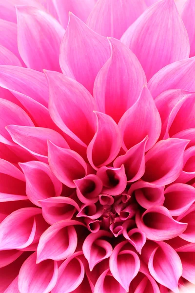 Primo piano astratto di magenta dahlia fiore con petali decorativi — Foto Stock