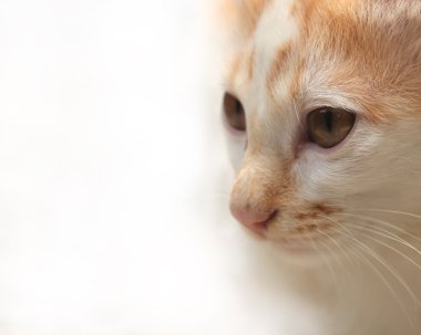 Makro closeup beyaz arka plan (kopya alanı yüzünde cat(kitten)