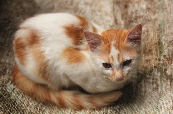 Mooie jonge cat(kitten) met gouden witte vacht zitten ontspannen. — Stockfoto