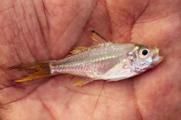 Fresh saltwater dead fish on fisherman's hand — Stock Photo, Image