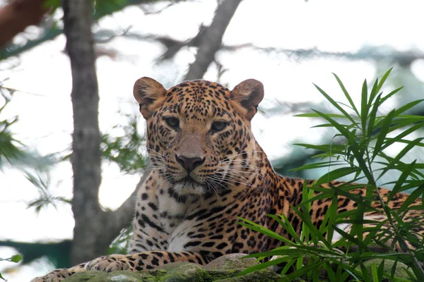 Beautiful big cat leopard resting in a national park wildlife re — Stock Photo, Image