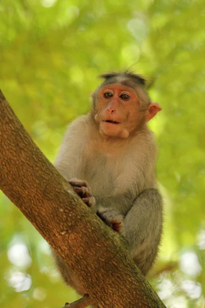 Indian rhesus monkey(macaque) also called Macaca mulatta on a tr — Stock Photo, Image