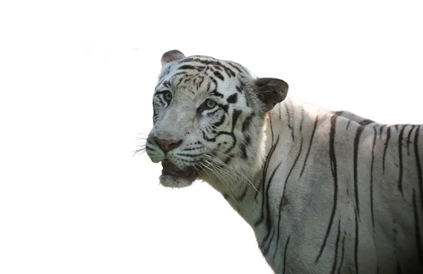 Tigre de bengala real branco isolado no fundo branco — Fotografia de Stock