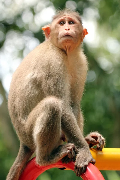Indian rhesus macaque monkey (macaca mulatta) in a park — Stock Photo, Image