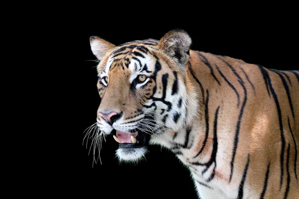 Face profile of a majestic white royal bengal tiger with aggress — Stock Photo, Image