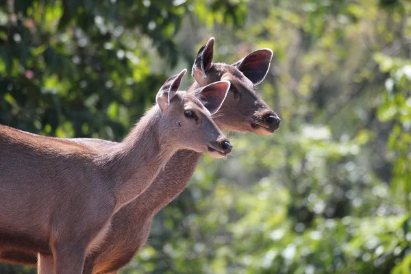 Two lovely sambar deer(rusa unicolor) in an indian forest — Stock Photo, Image