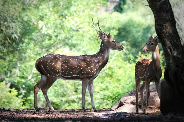 Axis deer or spotted deer with its fawn in forests of India. — Stock Photo, Image